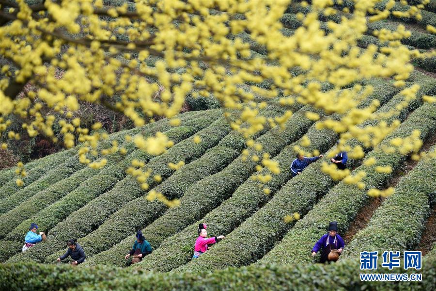 贵州丹寨：“扶贫茶园”春茶开采