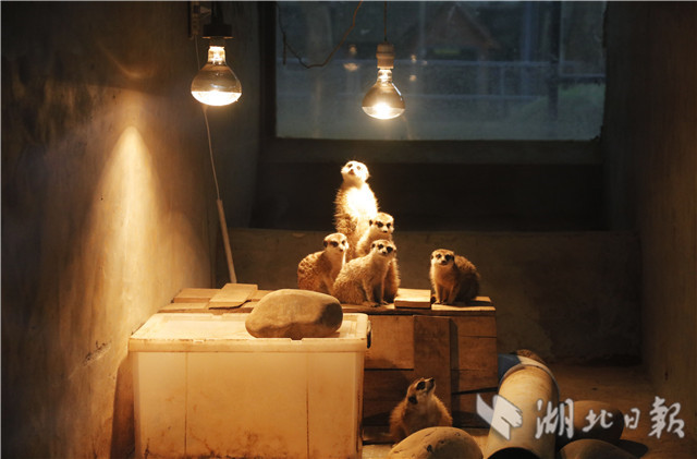 宜昌动物园细尾獴取暖灯下过冬