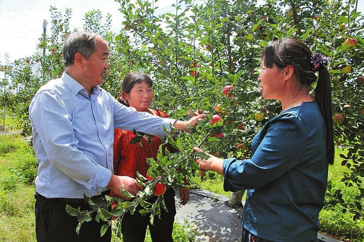 苹果红了 钱袋鼓了 农民笑了——西北农林科技大学白水苹果试验示范站科研成果示范推广记事