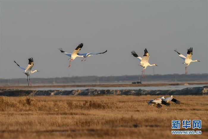 “학 춤"을 보려면 吉林으로 “학 춤"을 보려면 吉林으로_fororder_5