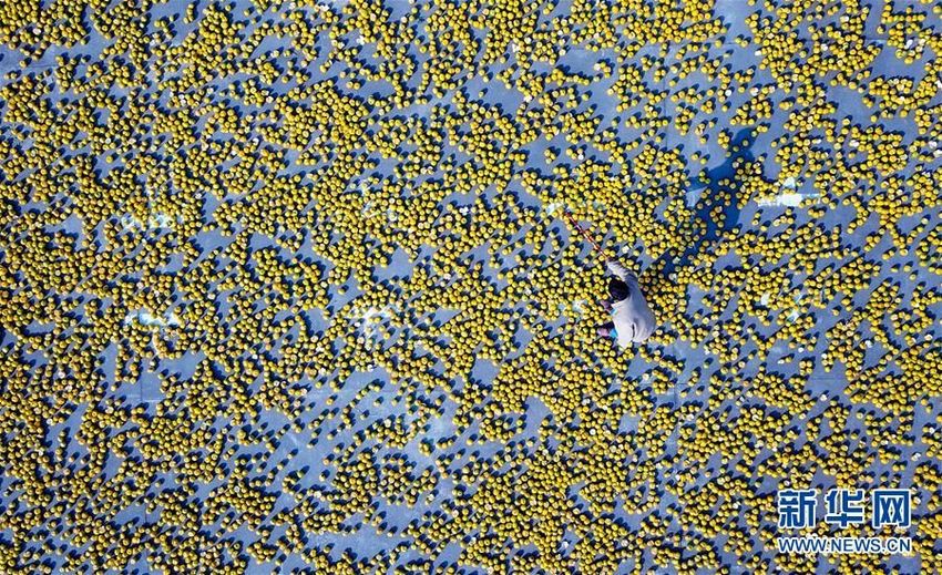 Kulit Jeruk yang Terkenal di Xinhui, Propinsi Guangdong, Tiongkok Selatan_fororder_啊