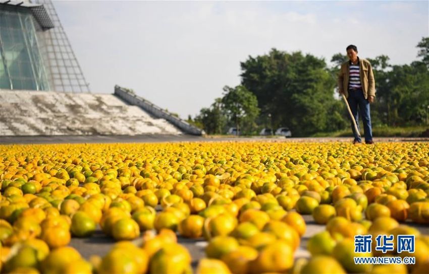 Kulit Jeruk yang Terkenal di Xinhui, Propinsi Guangdong, Tiongkok Selatan_fororder_a2