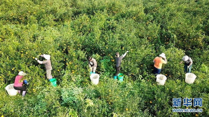 Kulit Jeruk yang Terkenal di Xinhui, Propinsi Guangdong, Tiongkok Selatan_fororder_a5