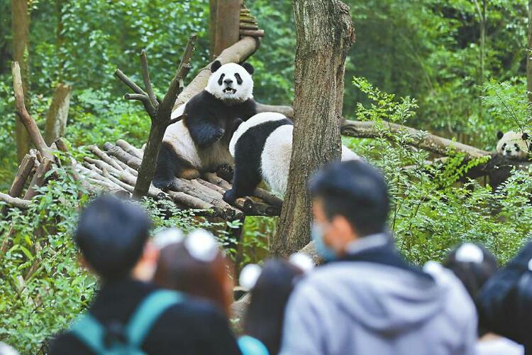 错峰出游 打卡大熊猫基地
