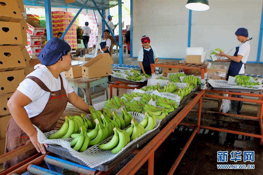 菲律宾香蕉“北上”记