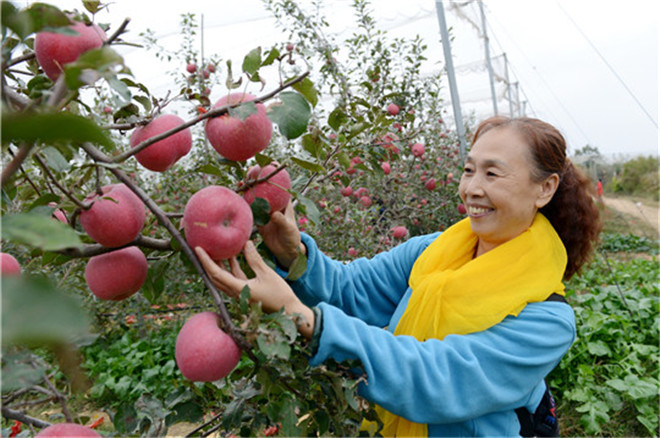 陕西省渭南市合阳县：“甘井苹果”引客来 消费扶贫助增收_fororder_图片10