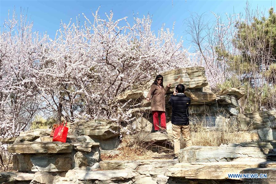 Tourists go sightseeing in Beijing during spring