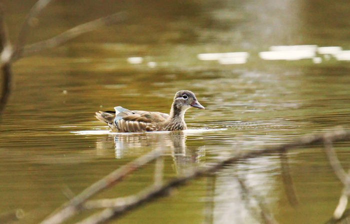 왕청 가야하국가습지공원서 원앙새 무리 포착 왕청 가야하국가습지공원서 원앙새 무리 포착_fororder_s (2)