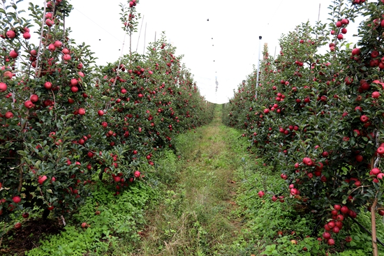 贵州威宁：晚熟苹果挂满枝 果农丰收甜心头