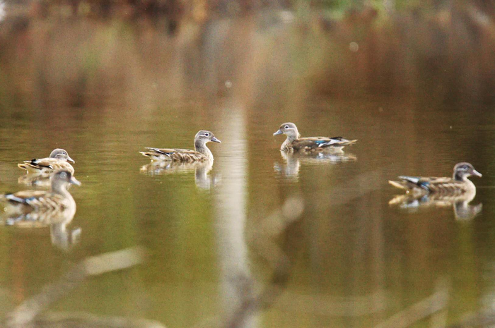 왕청 가야하국가습지공원서 원앙새 무리 포착 왕청 가야하국가습지공원서 원앙새 무리 포착_fororder_s (4)