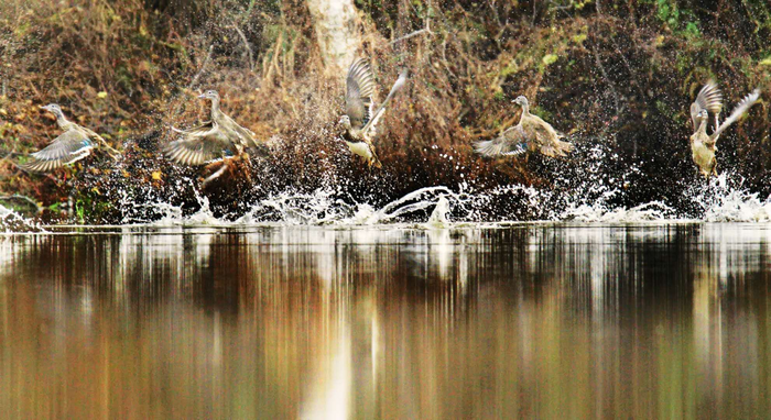왕청 가야하국가습지공원서 원앙새 무리 포착 왕청 가야하국가습지공원서 원앙새 무리 포착_fororder_s (5)