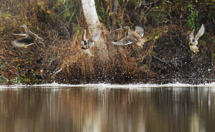 왕청 가야하국가습지공원서 원앙새 무리 포착 왕청 가야하국가습지공원서 원앙새 무리 포착_fororder_s (3)