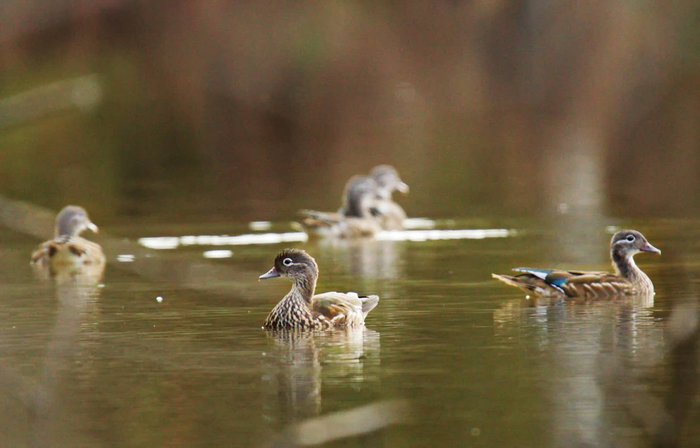 왕청 가야하국가습지공원서 원앙새 무리 포착 왕청 가야하국가습지공원서 원앙새 무리 포착_fororder_s (6)