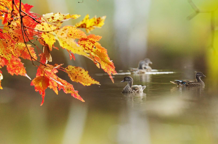 왕청 가야하국가습지공원서 원앙새 무리 포착 왕청 가야하국가습지공원서 원앙새 무리 포착_fororder_s (1)