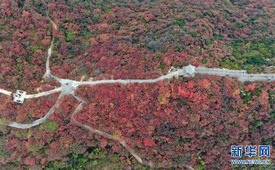 【城市远洋】河南巩义：层林尽染醉金秋