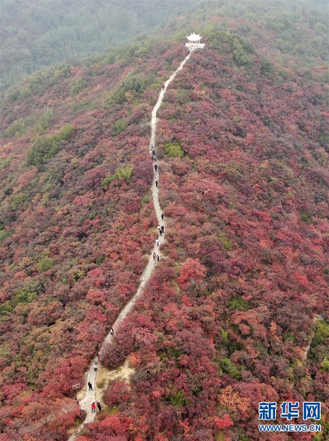 【城市远洋】河南巩义：层林尽染醉金秋