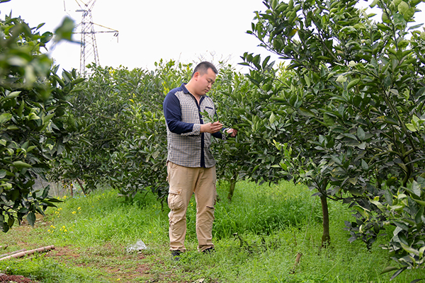 图片默认标题_fororder_杨剑在查看自家的血橙园（摄影-杨梦婧）