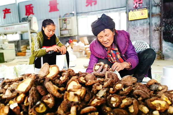 广元市利州香菇香飘凉山州美姑县_fororder_村民分装香菇