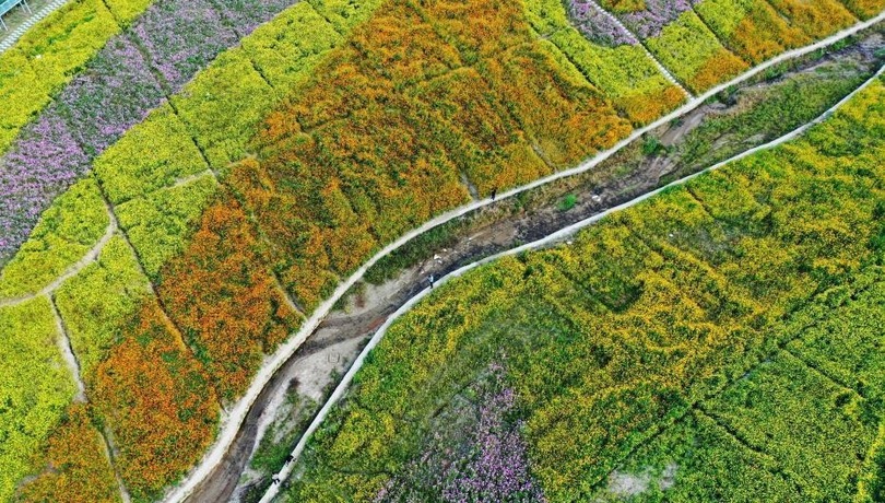 ทุ่งดอกไม้หลากสีที่เมืองหนานชาง มณฑลเจียงซี_fororder_多彩花海3