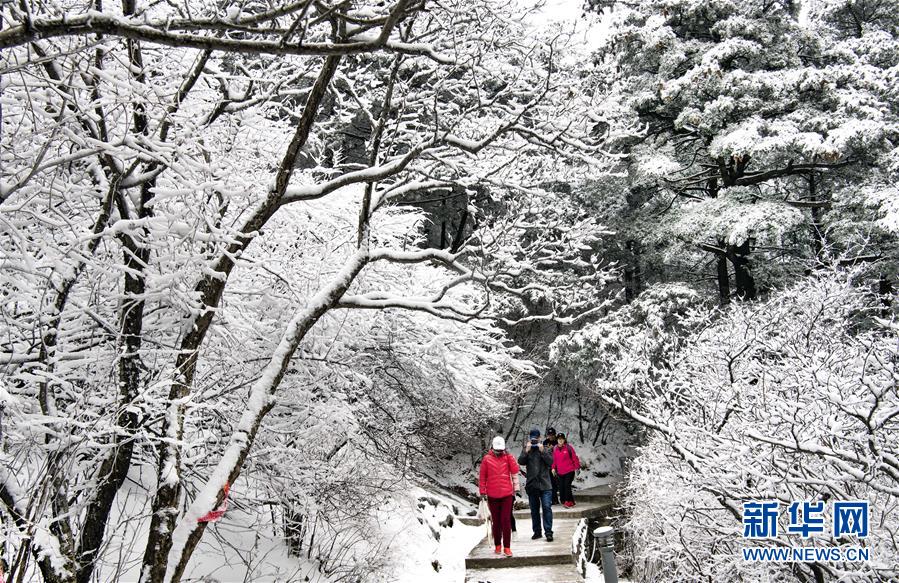 华山雪后更娇艳 华山雪后更娇艳