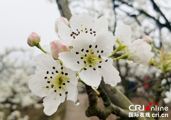 图片默认标题_fororder_mmexport1552892359684