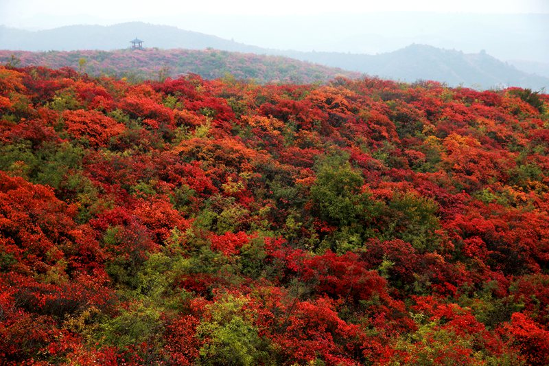 【城市远洋】美翻了！河南焦作：十万亩红叶海染尽秋山