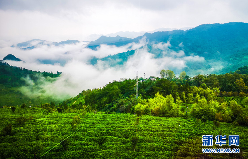 “飞阅”龙王垭：茶旅融合助增收