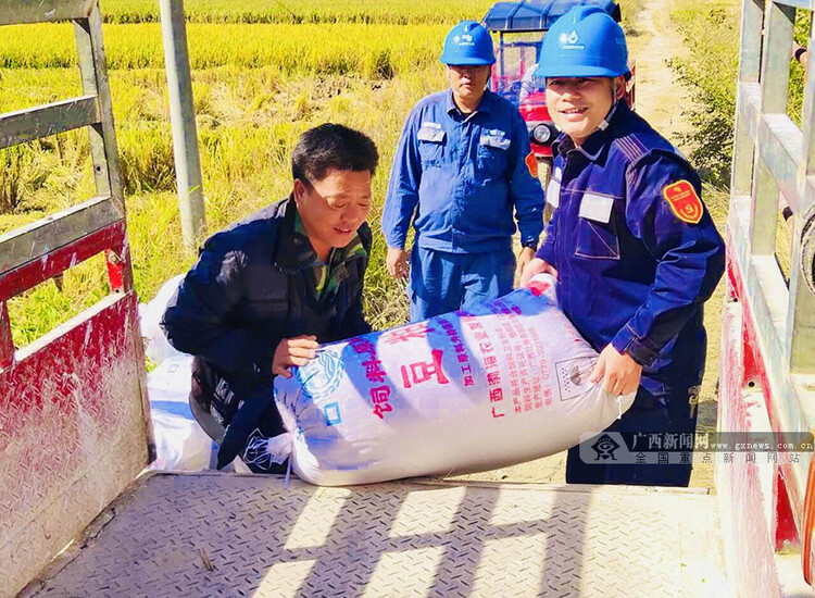 广西凌云：稻谷飘香 5万亩水稻颗粒归仓