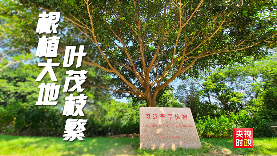 习近平广东行丨枝繁叶茂启新程——走进深圳莲花山公园