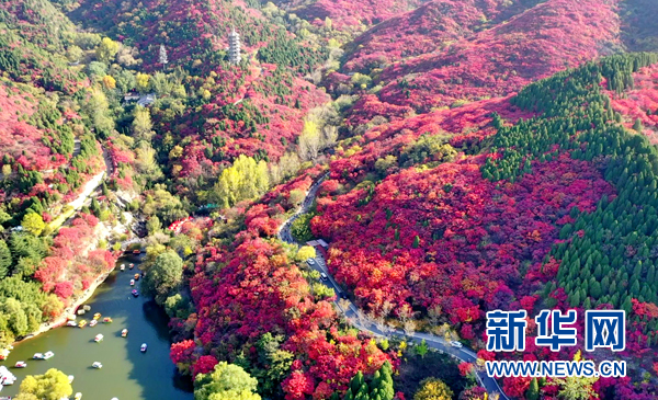 济南红叶谷四千亩红叶层林尽染 如诗如画