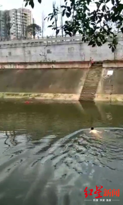 （导航宜宾，移动端）男童不慎落水 四川宜宾一驾校学员渡河救人视频被热传