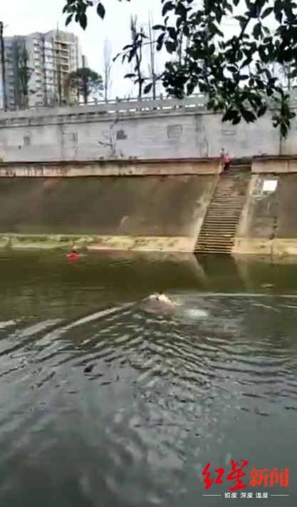 （导航宜宾，移动端）男童不慎落水 四川宜宾一驾校学员渡河救人视频被热传
