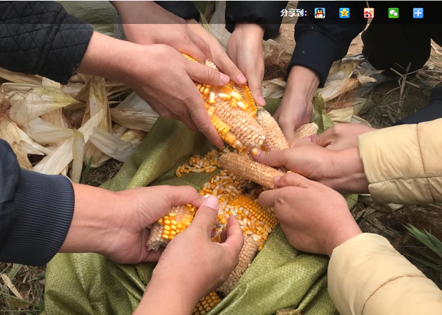 滨州探索“双深双晚”技术模式 实现盐碱地每亩增收玉米241.6公斤