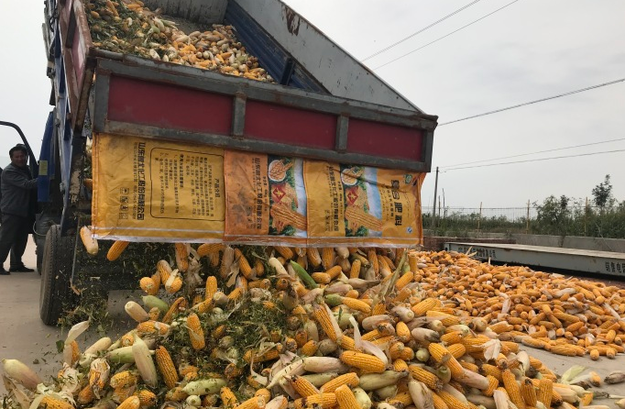 滨州探索“双深双晚”技术模式 实现盐碱地每亩增收玉米241.6公斤