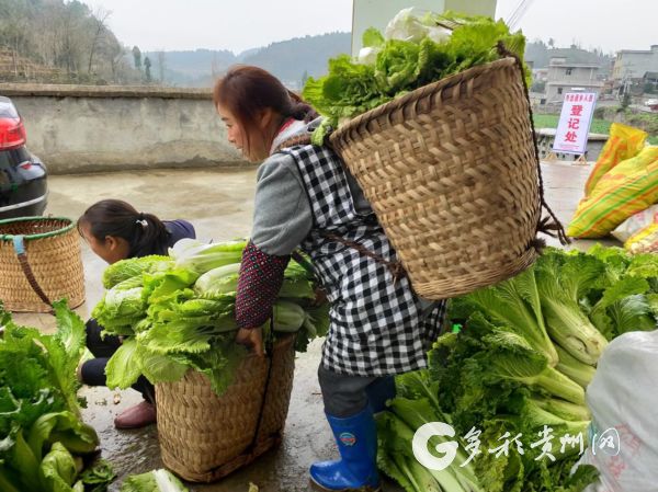 （市州）思南：暖心！龙岗村126户群众捐赠2300斤爱心蔬菜助力战“疫”