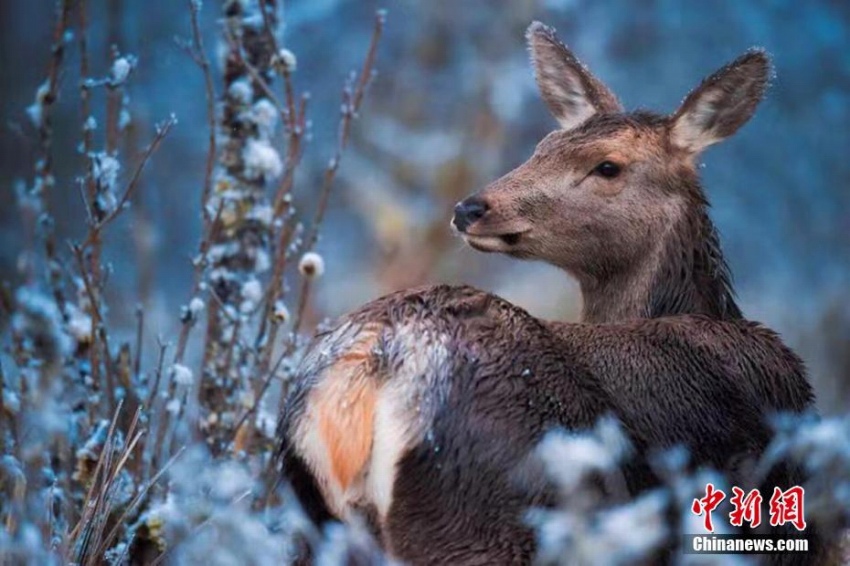 图片默认标题_fororder_1