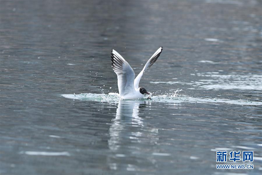 图片默认标题_fororder_03