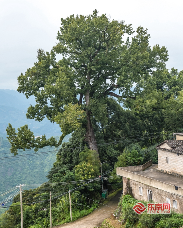 泉州传统村落之安溪松岩村：千年古道走出香茗传奇