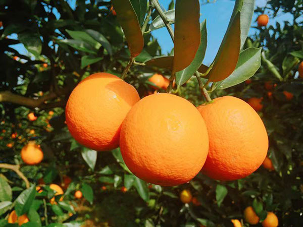 通稿（导航乐山，移动端）“古韵犍为 金橘之恋” 2018四川·犍为第三届柑橘文化旅游节拉开帷幕