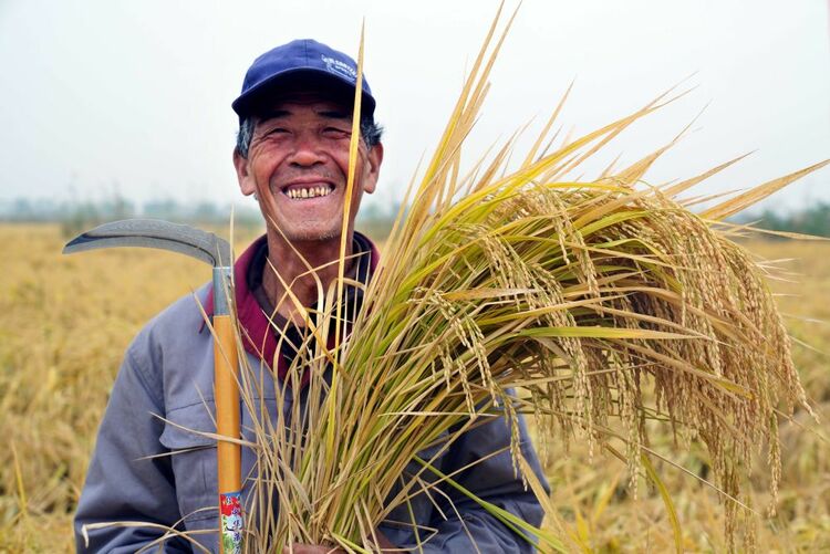 世界粮食日的(de)特别礼物：中国十万亩海水稻平均亩产超千斤