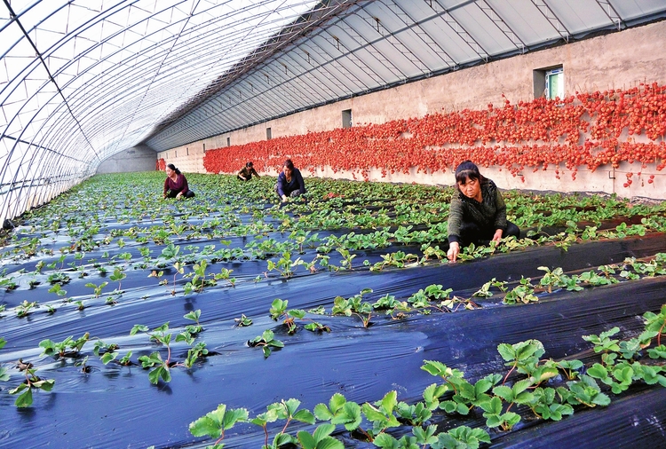 希望在前 重任在肩——来自白山市脱贫攻坚的报告