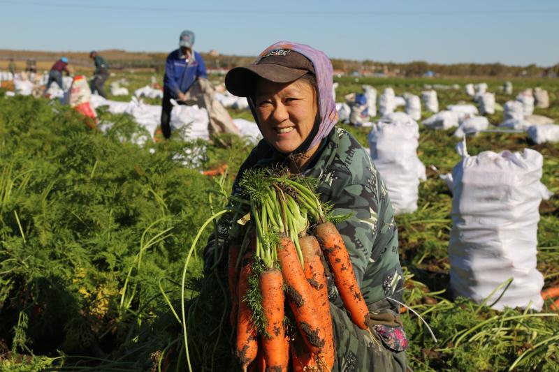 黑龙江龙江县:瓜菜喜迎丰收年 农民鼓了“钱袋子”