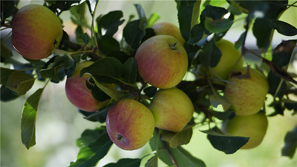 阿坝茂县新模式高密纺锤形栽植苹果一果难求_fororder_5、挂满枝头的新型苹果--摄影--李里