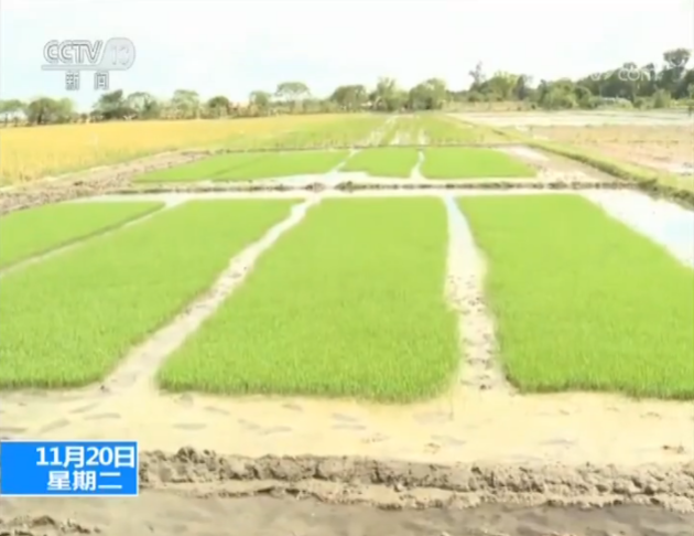 中国农业技术助力菲律宾农业发展