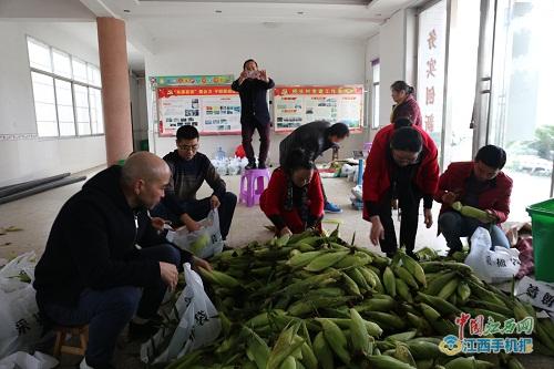 【暖新闻·江西2018】萍乡上演"小城大爱" 桥头村农民4万斤滞销玉米两天内售磬