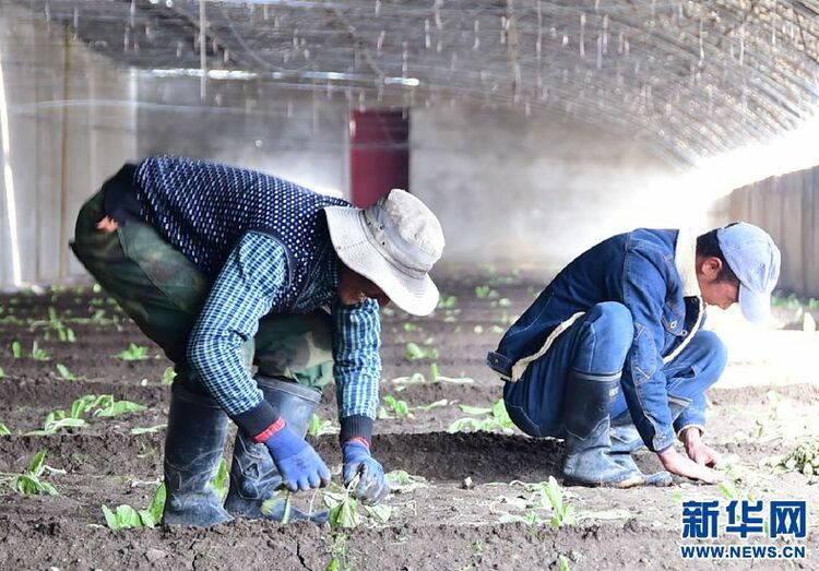 西藏噶尔：蔬果飘香迎小康