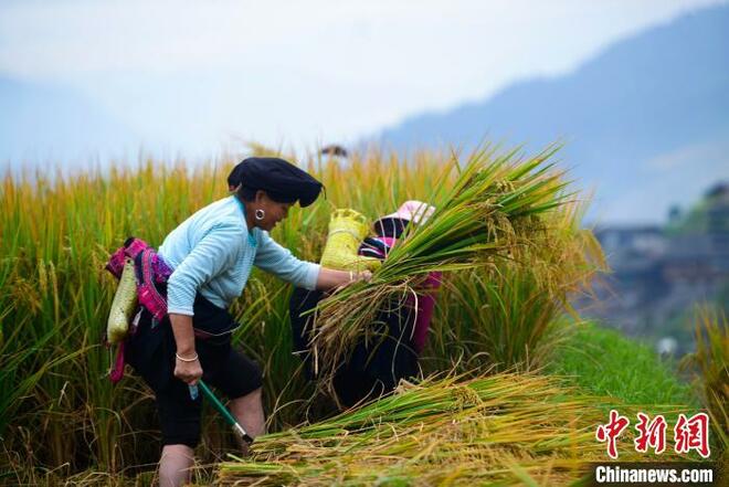 Sibuk Tuai Padi di Teres_fororder_ti6