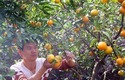 【未审】南阳市内乡县：柑橘成为黄灿灿的“致富果”