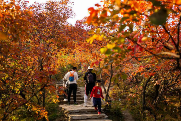 ภูเขาโพเฟิงหลิ่งที่ปักกิ่ง : ใบไม้สีแดงในฤดูใบไม้ร่วงสีดึงดูดนักท่องเที่ยว_fororder_北京2