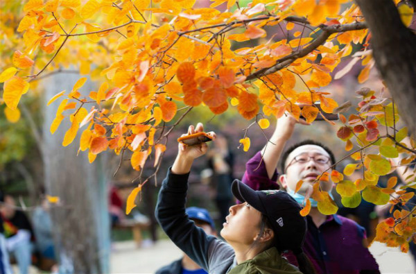 ภูเขาโพเฟิงหลิ่งที่ปักกิ่ง : ใบไม้สีแดงในฤดูใบไม้ร่วงสีดึงดูดนักท่องเที่ยว_fororder_北京1